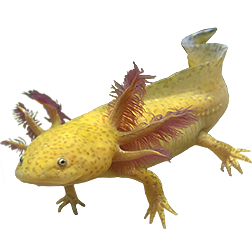 Golden Axolotl